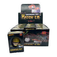 Grow Dinosaur Egg | 12ct, Box